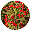 hawthorn berry